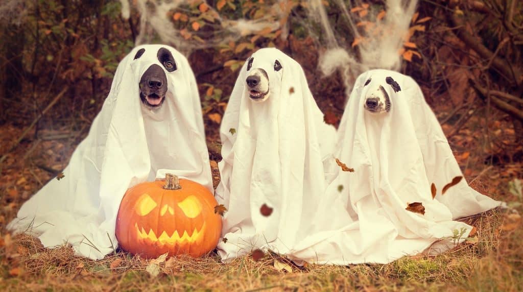 DIY Halloween - serialowy - pixabay license free use